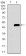 PDE1B Primary Antibody MP30465A  [M10B10B12]