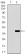 PAX3 Primary Antibody MP30482P  [M7D8G7]