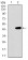 MRPL42 Primary Antibody MP30483P [M3H6H2]
