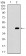 ITGA2B Primary Antibody MP30485A  [M2E10C9]