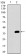 NRCAM Primary Antibody MP30490 [M7D8C5]