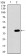 MAPK14 Primary Antibody MP30491 [M8G4D11]