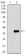 GATA6 Primary Antibody MP30492 [M2F10G3]