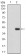 CD7 Primary Antibody MP30502 [M5B10E3]