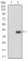 CD7 Primary Antibody MP30503 [M4D4F8]