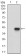 MCAM Primary Antibody MP30505 [M6C3E6]