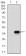 TWIST1 Primary Antibody MP30506 [M10E4E6]