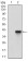 ACP5 Primary Antibody MP30508 [M5C5E7]
