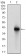 BRCA1 Primary Antibody MP30509 [M6C6D2]