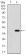 ZFP42 Primary Antibody MP30510 [M5E11E7]