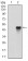 ALCAM Primary Antibody  MP30512 [M8E12C7]