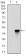 ZFP42 Primary Antibody MP30513 [M5E11A6]