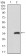 CD24 Primary Antibody MP30519 [M4F4E10]