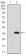 ABCC4 Primary Antibody MP30521 [M2D2A9]