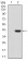 IL2RA Primary Antibody MP30522  [M1B5D12]