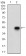 CD74 Primary Antibody MP30532 [M2D1B3]