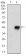ONECUT3 Primary Antibody MP30533 [M7D4G10]