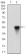 ONECUT3 Primary Antibody MP30534 [M10B2F5]