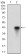 FUT4 Primary Antibody MP30535 [M6B11B4]
