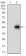 ACP5 Primary Antibody MP30539 [M7E6A11]