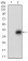 DCN Primary Antibody MP30540 [M1G4C5]