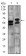 CA9 Primary Antibody MP30544 [M10F7A8]