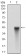 THY1 Primary Antibody MP30546 [M7E1B11]