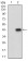 CD22 Primary Antibody MP30549 [M1A3A11]