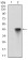 CD22 Primary Antibody MP30550 [M2H1C4]