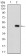 SERPINA7 Primary Antibody MP30556 [M5B11E9]