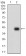 PAPLN Primary Antibody MP30558 [M5B2E5]