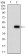 CDX2 Primary Antibody MP30580 [M2F12A6]