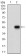 MEF2A Primary Antibody MP30581 [M2F9H2]