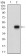 RPTOR Primary Antibody MP30582 [M6G9C4]