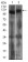 RB1 Primary Antibody MP30584 [M2A11D11]