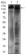 PTPRC Primary Antibody MP30586 [M2C10C11]