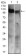 RB1 Primary Antibody MP30592 [M2A11D4]