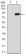 NT5E Primary Antibody MP30611 [M4G6B10]