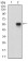 NBN Primary Antibody MP30612 [M7E4A2]