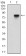 NT5E Primary Antibody MP30614T [M4G6E3]