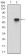 TIE1 Primary Antibody MP30615T [M8D12B10]