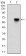 CDKN2A Primary Antibody  MP30616T [M1D7D2A1]