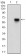 CAMK2G Primary Antibody  MP30617T [M6A4A10]