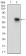 CD68 Primary Antibody MP30618T [M3F7C6]