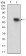 TIE1 Primary Antibody MP30619 [M8D12D2]