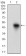 ROR2 Primary Antibody MP30623T [M6F2D10]