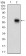 CAMK2G Primary Antibody MP30624T  [M8G10C1]