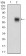 BACE1 Primary Antibody MP30625T [M3C1C3]