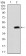 DSG3 Primary Antibody  MP30627T [M6G2C11]