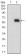 HOXB4 Primary Antibody  MP30629T  [M3A2F2]